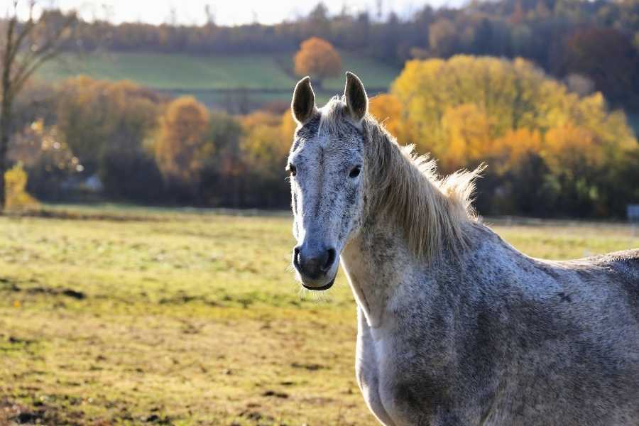 equine therapy helps you overcome fear and anxiety because your feelings are felt by a large animal.