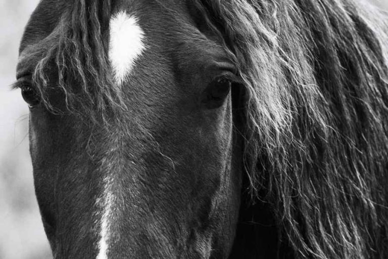 equine therapy hero image of a horse staring at the viewer