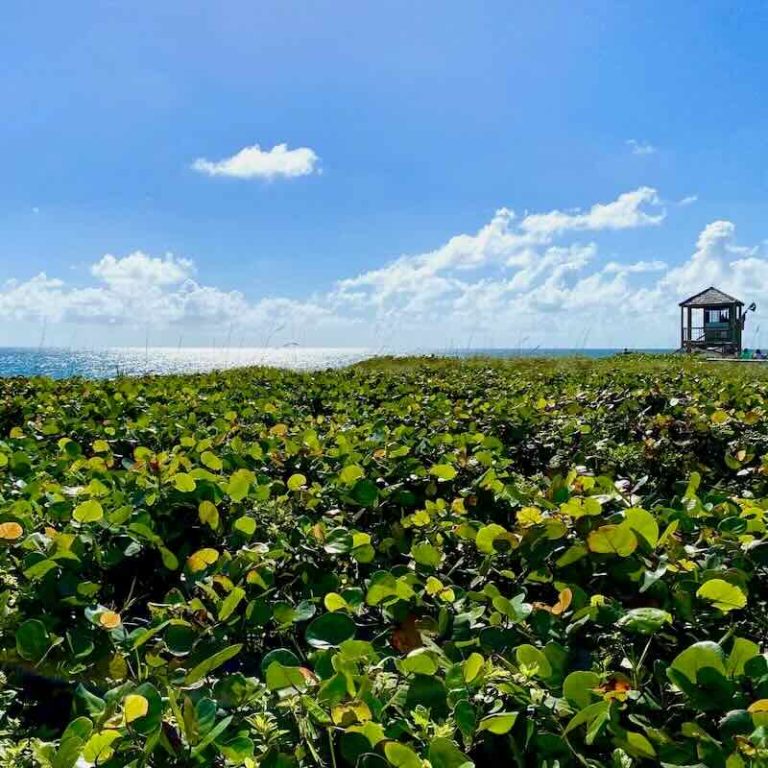 Green Plants, Overlooking the Ocean with a Post on the Right Side - Simple Path Recovery